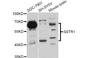 Western blot analysis of extracts of various cell lines, using SSTR1 Antibody (ABIN5998970) at 1:3000 dilution. (SSTR1 抗体)