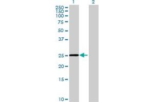 Western Blot analysis of FAM9C expression in transfected 293T cell line by FAM9C MaxPab polyclonal antibody. (FAM9C 抗体  (AA 1-166))