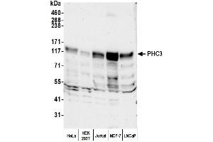Western Blotting (WB) image for anti-Polyhomeotic Homolog 3 (PHC3) (AA 700-750) antibody (ABIN7451955)