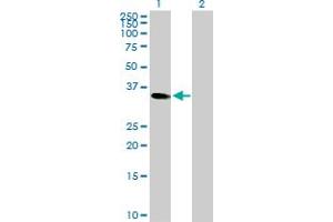 Western Blot analysis of CEBPE expression in transfected 293T cell line by CEBPE MaxPab rabbit polyclonal antibody. (CEBPE 抗体  (AA 1-281))