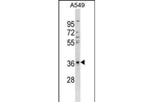 CTGF Antibody (ABIN1536619 and ABIN2843876) western blot analysis in A549 cell line lysates (35 μg/lane). (CTGF 抗体  (AA 166-193))