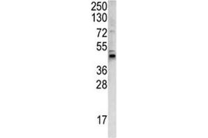 Western blot analysis of WNT4 antibody and 293 lysate. (WNT4 抗体  (AA 242-269))
