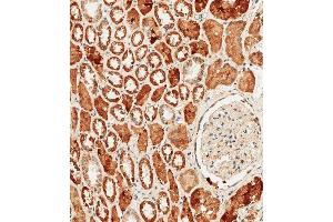 Immunohistochemical analysis of paraffin-embedded human kidney tissue using B performed on the Leica® BOND RXm. (PCK1 抗体  (C-Term))