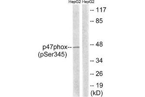 Western blot analysis of extracts from HepG2 cells treated with TNF using p47 phox (Phospho-Ser345) Antibody. (NCF1 抗体  (pSer345))