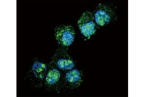 Immunofluorescence (IF) image for anti-Ubiquitin Carboxyl-terminal Esterase L1 (Ubiquitin Thiolesterase) (UCHL1) (AA 16-46) antibody (ABIN3029423)
