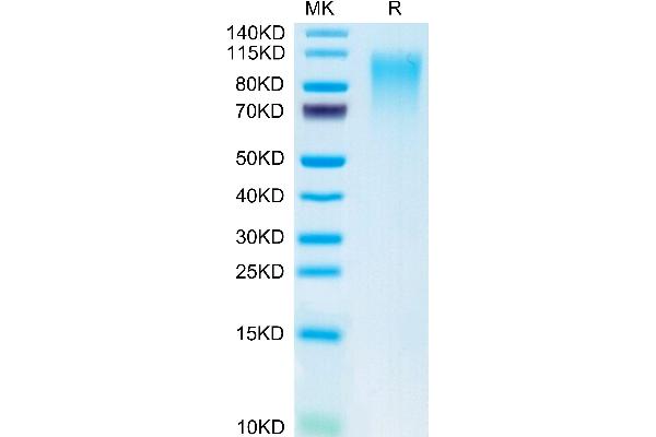 CD164 Protein (CD164) (AA 24-162) (Fc Tag)