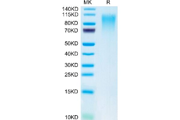 CD164 Protein (CD164) (AA 24-162) (Fc Tag)