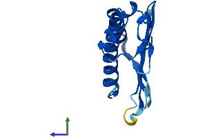 Protein Structure (PS) image for Mago-Nashi Homolog (MAGOH) (AA 1-146) protein (His tag) (ABIN7554570)