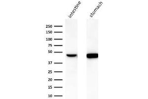 Western Blot Analysis of human A) intestine and B) stomach lysate using Cytokeratin 18 Mouse Monoclonal Antibody (C-04). (Cytokeratin 18 抗体)