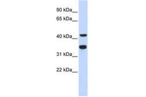 Image no. 1 for anti-Polymerase (DNA Directed), delta 2, Accessory Subunit (POLD2) (AA 143-192) antibody (ABIN6743481)