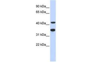 Image no. 1 for anti-Polymerase (DNA Directed), delta 2, Accessory Subunit (POLD2) (AA 143-192) antibody (ABIN6743481) (POLD2 抗体  (AA 143-192))