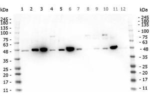 Western Blotting (WB) image for anti-Mitogen-Activated Protein Kinase Kinase 1 (MAP2K1) (C-Term) antibody (ABIN5706743)