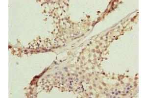 Immunohistochemistry of paraffin-embedded human testis tissue using ABIN7152484 at dilution of 1:100 (FBXL5 抗体  (AA 1-310))