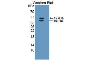 Western Blotting (WB) image for anti-Resistin Like beta (RETNLB) (AA 24-111) antibody (ABIN1870323) (RETNLB 抗体  (AA 24-111))