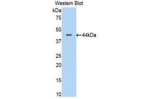 Western Blotting (WB) image for anti-Pancreas Specific Transcription Factor, 1a (PTF1A) (AA 177-328) antibody (ABIN3204962) (PTF1A 抗体  (AA 177-328))