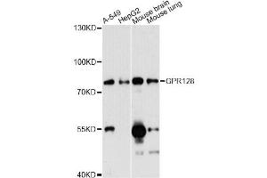 Western blot analysis of extracts of various cell lines, using GPR128 antibody (ABIN6290217) at 1:3000 dilution. (G Protein-Coupled Receptor 128 抗体)