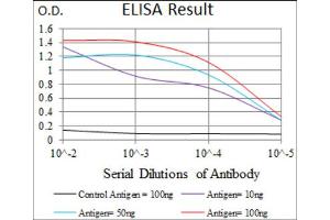 Red: Control Antigen (100ng) ; Purple: Antigen (10ng) ; Green: Antigen (50ng) ; Blue: Antigen (100ng). (MEF2C 抗体  (AA 1-125))