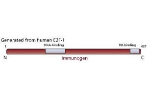 Image no. 1 for anti-E2F Transcription Factor 1 (E2F1) antibody (ABIN967439) (E2F1 抗体)