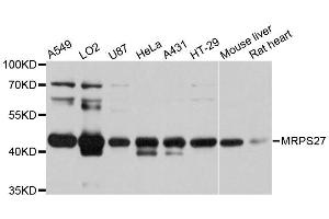 Western blot analysis of extracts of various cell lines, using MRPS27 antibody. (MRPS27 抗体  (AA 255-414))