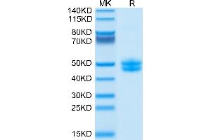 SDS-PAGE (SDS) image for CD3E & CD3G (AA 22-117) protein (Fc Tag,Biotin) (ABIN7274133)