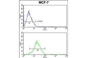 KRT13 Antibody (N-term) (ABIN390662 and ABIN2840957) FC analysis of MCF-7 cells (bottom histogram) compared to a negative control cell (top histogram). (Cytokeratin 13 抗体  (N-Term))