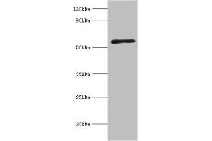 Western blot All lanes: Activin receptor type-2A antibody at 3 μg/mL + Mouse brain tissue Secondary Goat polyclonal to rabbit IgG at 1/10000 dilution Predicted band size: 58, 46 kDa Observed band size: 58 kDa (ACVR2A 抗体  (AA 20-140))