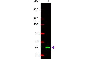 Western Blot of Rabbit anti-GST Rhodamine Conjugated Antibody. (GST 抗体  (Rhodamine))
