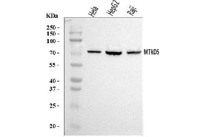 Western blot analysis of MT-ND5 using anti-MT-ND5 antibody (ABIN7600145).