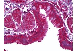Anti-MFGE8 / MFG-E8 antibody IHC of human lung, epithelium. (MFGE8 抗体)