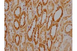 Immunohistochemistry (IHC) image for anti-Heat Shock 70kDa Protein 8 (HSPA8) (AA 2-646) antibody (ABIN7154884)