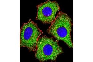 Immunofluorescent analysis of 4% paraformaldehyde-fixed, 0. (EIF4E2 抗体)