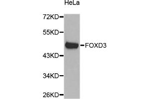 Western blot analysis of extracts of HeLa cells, using FOXD3 antibody. (FOXD3 抗体)
