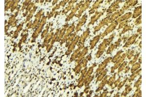ABIN6269054 at 1/100 staining Human gastric tissue by IHC-P. (HDAC3 抗体  (C-Term))