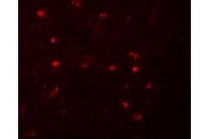Immunofluorescence (IF) image for anti-NLR Family, Pyrin Domain Containing 6 (NLRP6) (N-Term) antibody (ABIN1031471) (NLRP6 抗体  (N-Term))