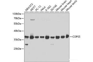 Western blot analysis of extracts of various cell lines using COPS5 Polyclonal Antibody at dilution of 1:1000. (COPS5 抗体)