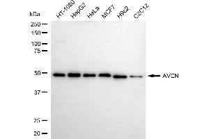anti-Apoptosis, Caspase Activation Inhibitor (AVEN) antibody