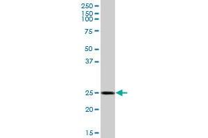 Western Blotting (WB) image for anti-Golgi SNAP Receptor Complex Member 1 (GOSR1) (AA 1-250) antibody (ABIN523004)