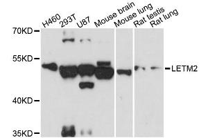 Western blot analysis of extracts of various cell lines, using LETM2 antibody (ABIN6293114) at 1:3000 dilution. (LETM2 抗体)