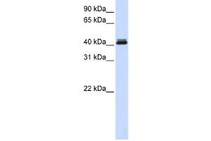 Western Blotting (WB) image for anti-Calcium Activated Nucleotidase 1 (CANT1) antibody (ABIN2459551) (CANT1 抗体)