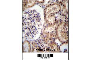 RNF43 Antibody immunohistochemistry analysis in formalin fixed and paraffin embedded human kidney tissue followed by peroxidase conjugation of the secondary antibody and DAB staining. (RNF43 抗体  (C-Term))