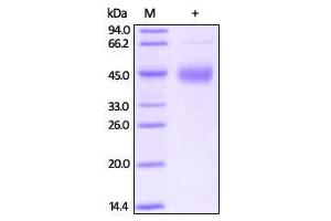 Biotinylated Human TFPI on SDS-PAGE under reducing (R) condition. (TFPI Protein (AA 29-282) (His tag,Biotin))