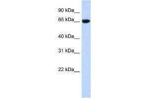 GTPBP2 antibody used at 1 ug/ml to detect target protein. (GTPBP2 抗体  (N-Term))