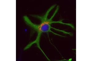 Immunocytochemistry (ICC) image for anti-Golgin B1 (GOLGB1) (AA 1-427) antibody (ABIN1742522) (Golgin B1 (GOLGB1) (AA 1-427) 抗体)