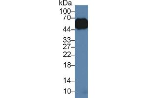 Western Blot; Sample: Porcine Lung lysate; Primary Ab: 3µg/ml Rabbit Anti-Porcine a1AGP Antibody Second Ab: 0. (ORM1 抗体  (AA 2-171))
