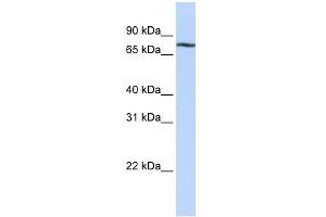 WB Suggested Anti-MYBL1 Antibody Titration:  0. (MYBL1 抗体  (C-Term))