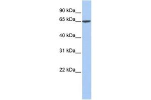 WB Suggested Anti-FGA Antibody Titration:  0. (FGA 抗体  (Middle Region))