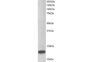 Western Blotting (WB) image for anti-Parkinson Protein 7 (PARK7) (C-Term) antibody (ABIN2466069) (PARK7/DJ1 抗体  (C-Term))