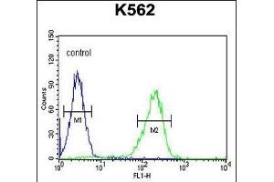 CLIC6 Antibody (Center) (ABIN654431 and ABIN2844167) flow cytometric analysis of K562 cells (right histogram) compared to a negative control cell (left histogram). (CLIC6 抗体  (AA 539-565))