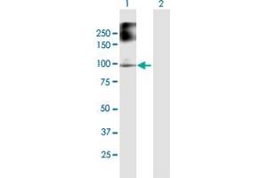 Western Blot analysis of FANCB expression in transfected 293T cell line by FANCB MaxPab polyclonal antibody. (FANCB 抗体  (AA 1-859))