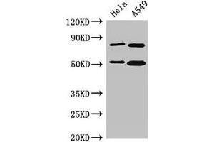 Western Blot Positive WB detected in: Hela whole cell lysate, A549 whole cell lysate All lanes: SNX27 antibody at 3. (SNX27 抗体  (AA 458-497))